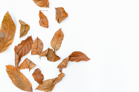 Autumn of brown dry leaf on white background.の写真素材