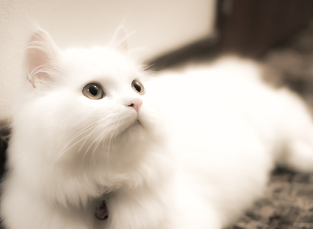 Retro background of white Persian catの写真素材