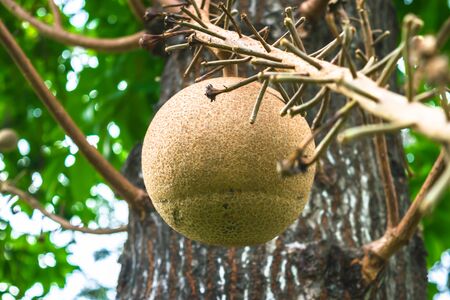 Shorea robusta,also known as Sakhua or Shala or Sal treeの写真素材