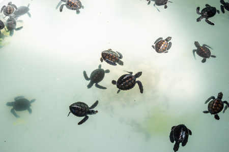 The sea turtle swims in the treatment pool for conservation at Sea Turtleの写真素材