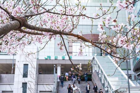 Tokyo, Japan - March 22, 2019: View of pink cherry blossom or Sakura branch in spring season at the street of Shinjuku JR station, Tokyo, Japan.のeditorial素材