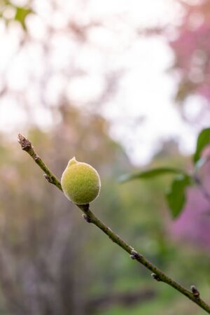 Peach or Prunus persica (L.) Stokes on the natural tree during winter season in Chiang Mai, Thailand の写真素材