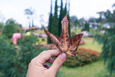 A hand holding the dried leaf against a blurred natural background in Autumn backgroundの写真素材