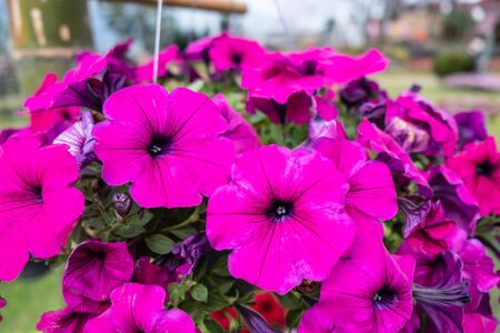 Petunia, the beautiful flowers in the gardenの写真素材