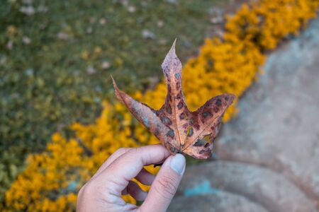 A hand holding the dried leaf against a blurred natural background in Autumn background