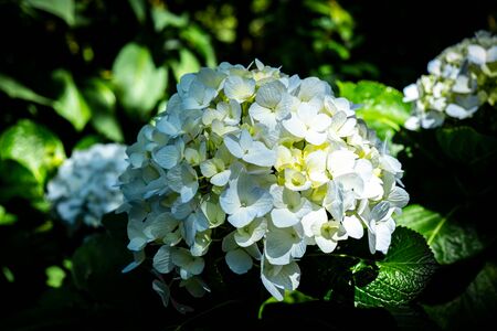 The background of blue Hydrangea flower, Hydrangea macrophylla in scientific name or hydrangea or...