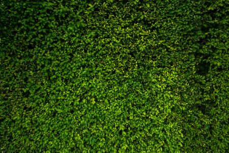 Beautiful background green leave wallの写真素材
