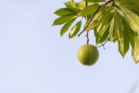 Cerbera oddloam fruit on tree