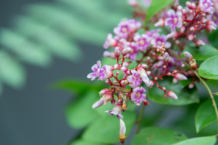 Flower of star apple on treeの写真素材