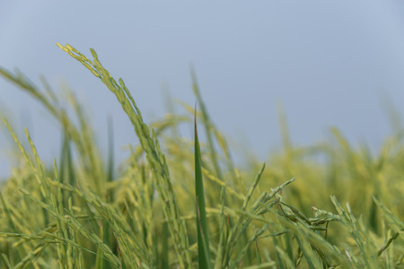 Rice spike in rice field in Thailand, Panicle rice