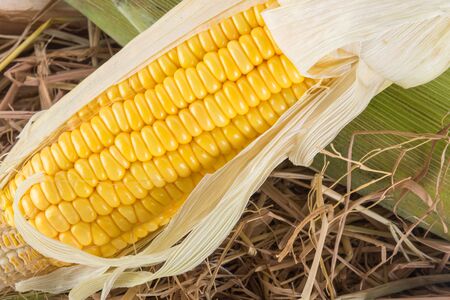 Sweet Corn on hay background