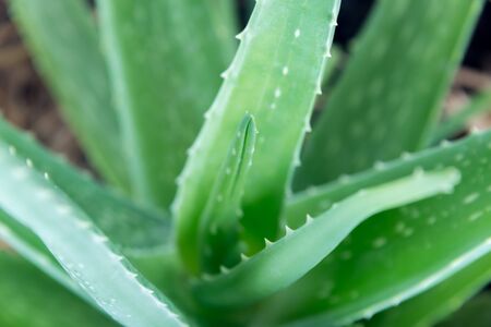 aloe plant close upの写真素材