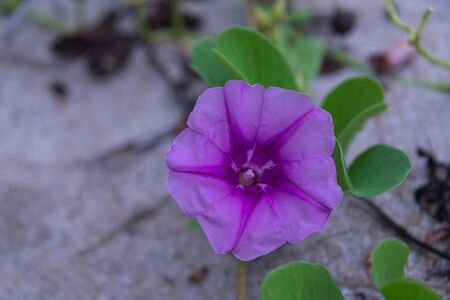 Sea morning glory (Ipomoea)の写真素材