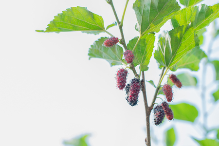 mulberry fruit with green leaves on tree.の写真素材