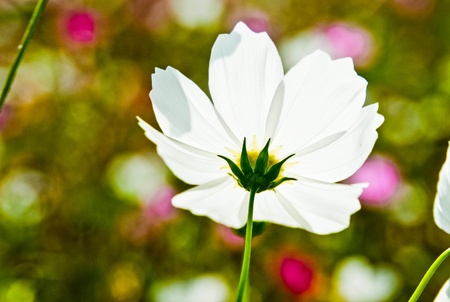 white flower farm of thailand backgroundの写真素材
