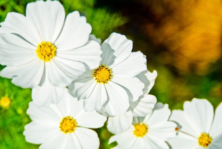 white flower farm of thailand backgroundの写真素材