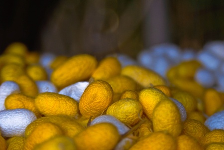 edacious farm of thailand backgroundの写真素材