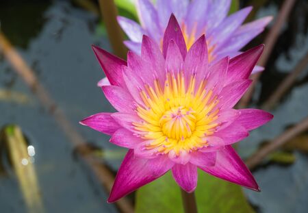 A lotus bloomの写真素材