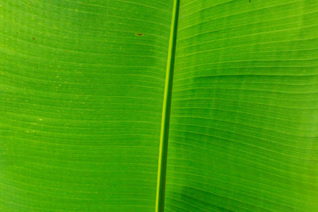 banana leafの写真素材