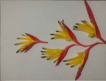 Heliconiaの写真素材