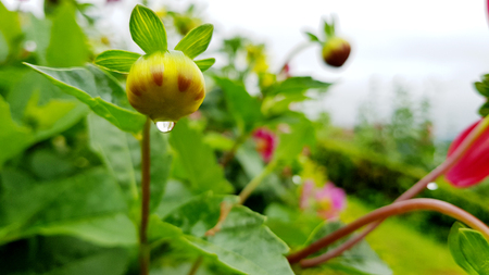 Close-up beautiful flowers in the rainy season,Looking through the flowers into dark blue sky with rainy clouds, Summer day in rain,Concept of seasons,ecology,green planetの写真素材