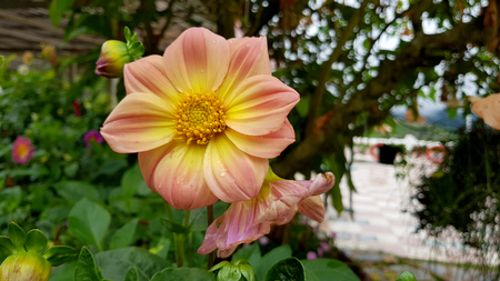 Close-up beautiful flowers in the rainy season,Looking through the flowers into dark blue sky with rainy clouds, Summer day in rain,Concept of seasons,ecology,green planetの写真素材