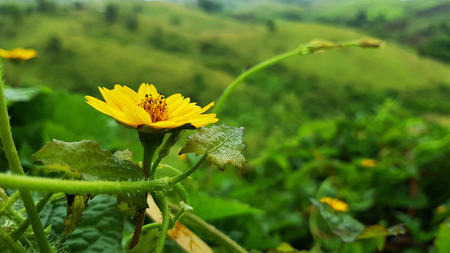 Close-up beautiful flowers in the rainy season,Looking through the flowers into dark blue sky with...