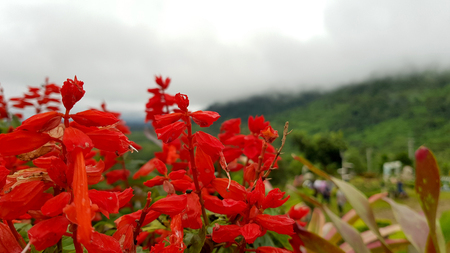 Close-up beautiful flowers in the rainy season,Looking through the flowers into dark blue sky with rainy clouds, Summer day in rain,Concept of seasons,ecology,green planetの写真素材