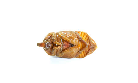 "PUPA" is a beetle in its resting stage before turns into an adult,Entomophagy concept,Beetle life cycle on white background.の写真素材