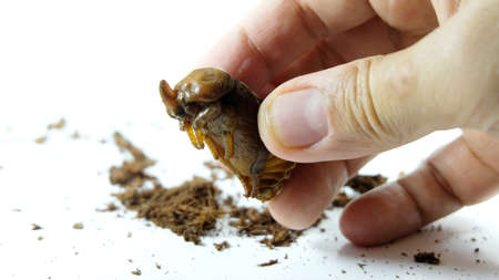 Hand holding a "PUPA" ; "PUPA" is a beetle in its resting stage before turns into an adult,Beetle life cycleの写真素材