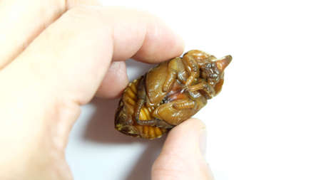 Woman hand holding a "PUPA" ; "PUPA" is a beetle in its resting stage before turns into an adult,Beetle life cycleの写真素材