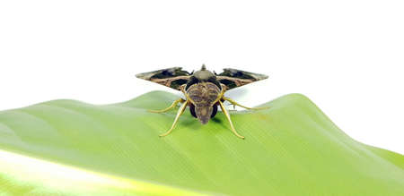 Cockroach on toothbrush and toothpaste isolated on white background. Contagion the disease, Plague,Healthy,Home concept.の写真素材