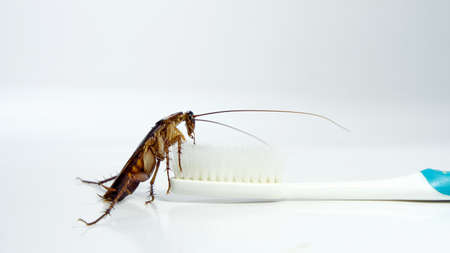 Cockroach on toothbrush and toothpaste isolated on white background. Contagion the disease, Plague,Healthy,Home concept.の写真素材