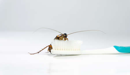 Cockroach on toothbrush and toothpaste isolated on white background. Contagion the disease,...