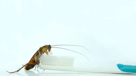 Cockroach on toothbrush and toothpaste isolated on white background. Contagion the disease, Plague,Healthy,Home concept.の写真素材