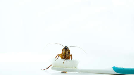 Cockroach on toothbrush and toothpaste isolated on white background. Contagion the disease,...