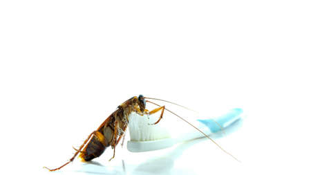 Cockroach on toothbrush and toothpaste isolated on white background. Contagion the disease, Plague,Healthy,Home concept.の写真素材