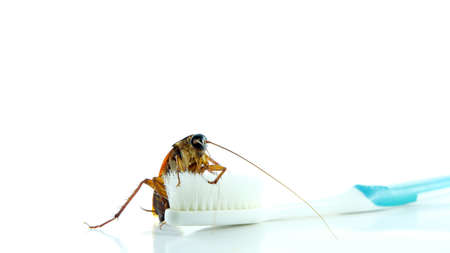 Cockroach on toothbrush and toothpaste isolated on white background. Contagion the disease,...