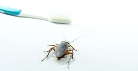 Cockroach on toothbrush and toothpaste isolated on white background. Contagion the disease, Plague,Healthy,Home concept.の写真素材
