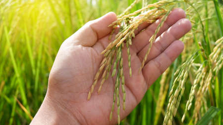 Hand tenderly touching a young rice in the paddy field,Hand holding rice with warm sunlight, Closeup of yellow paddy rice field with golden sun rising in autumn. Photo of organic rice fields or paddy field.の写真素材