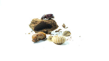 The coconut rhinoceros beetle has three stage in life cycle, Focus on first stage is larval (called Grubs),Beetle life cycle on white background.の写真素材