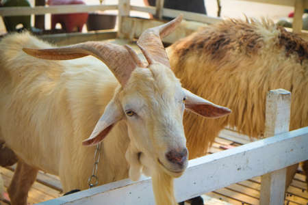 goatsの写真素材