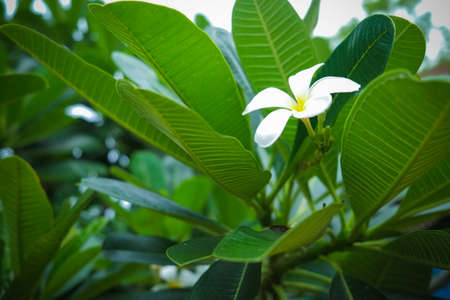 Frangipani New Age in Summerの写真素材