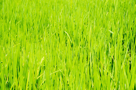 Rice Field