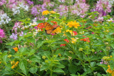 Monarch Butterfly in gardenの写真素材
