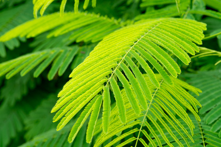 Green leaves Leucaena Acacia,under natural sunlight with green environment background