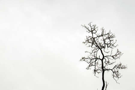 Dry tree with white backdropの写真素材