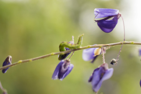 Little worms looking at flowers.の写真素材