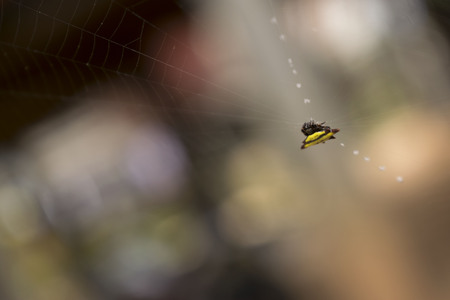 Yellow spider on the fiberの写真素材
