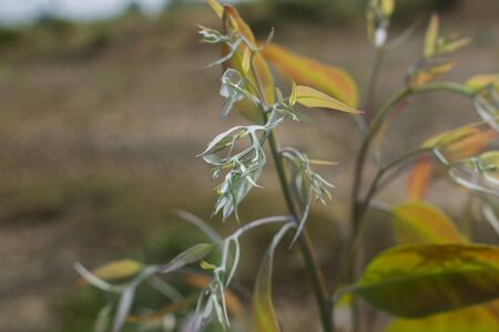 Young leaves of Eucalyptus